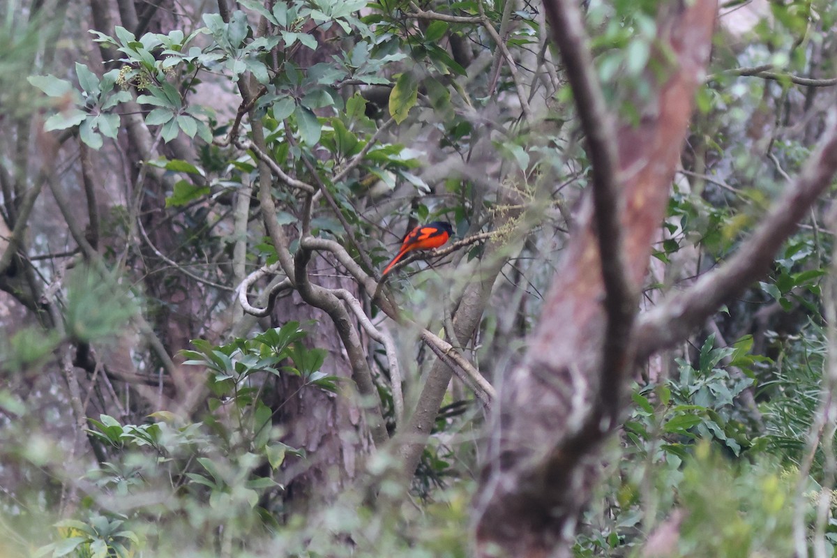 Scarlet Minivet (Scarlet) - ML542620331