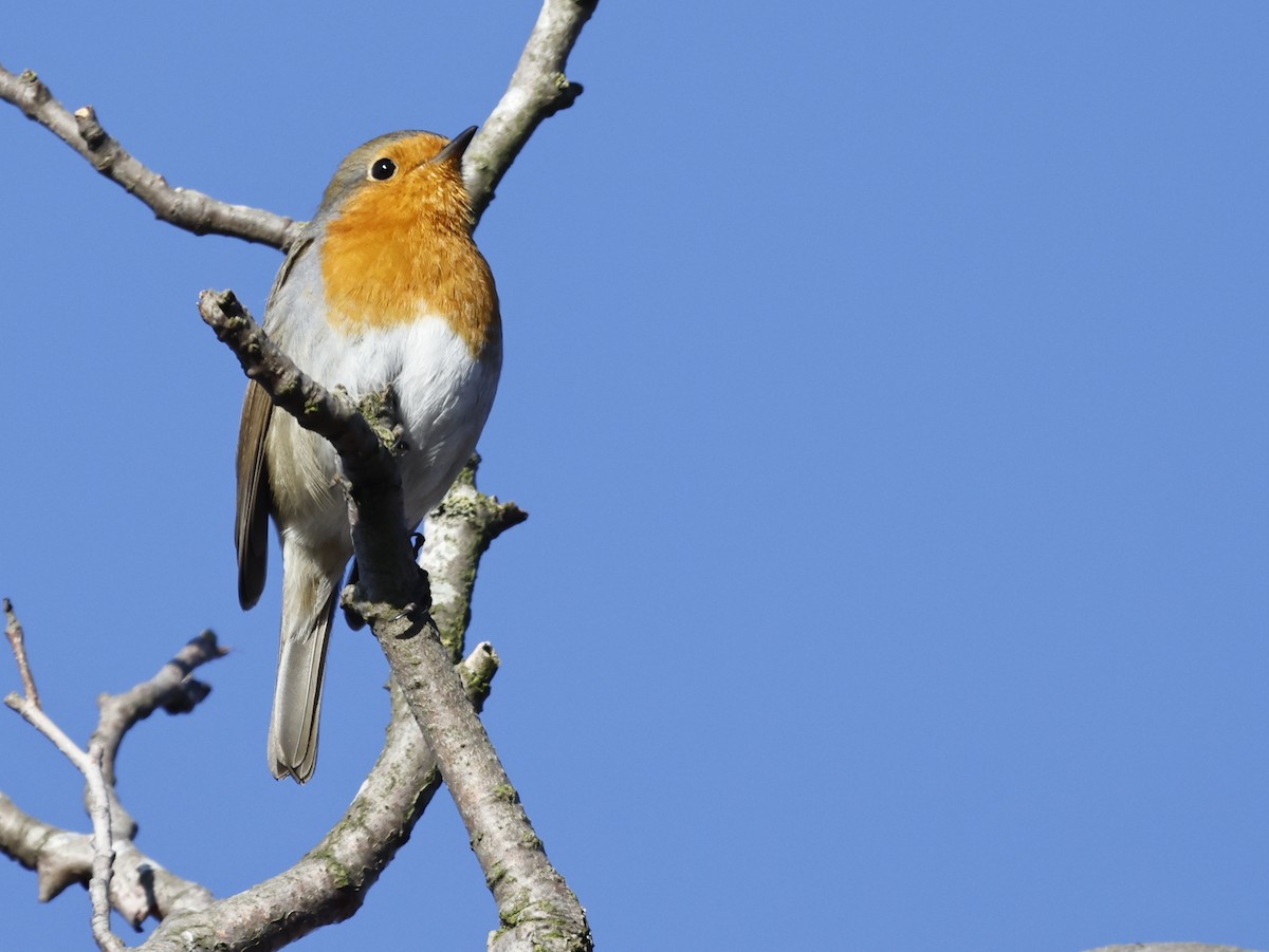 European Robin - ML542620651