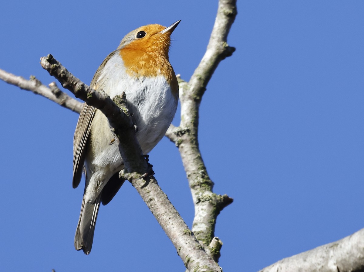 European Robin - ML542620661