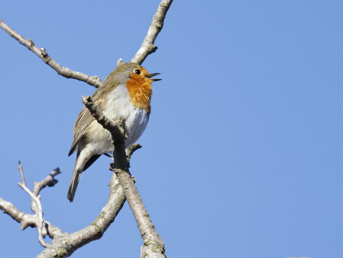 European Robin - ML542620671