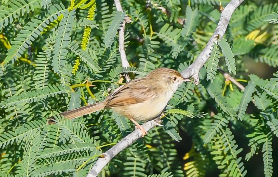 Delicate Prinia - Vahid Ashrafi