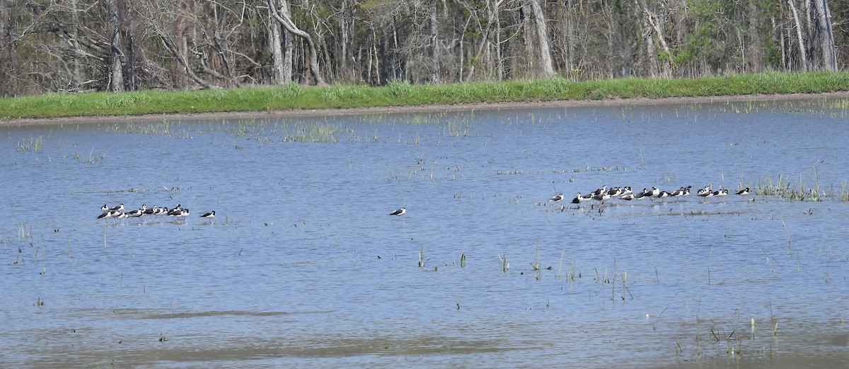 Black-necked Stilt - Van Remsen