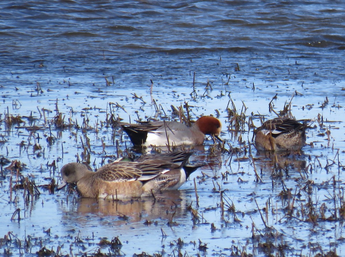 Eurasian Wigeon - ML542621941