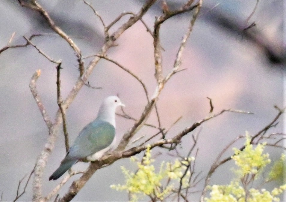 Green Imperial-Pigeon - Sunanda Vinayachandran