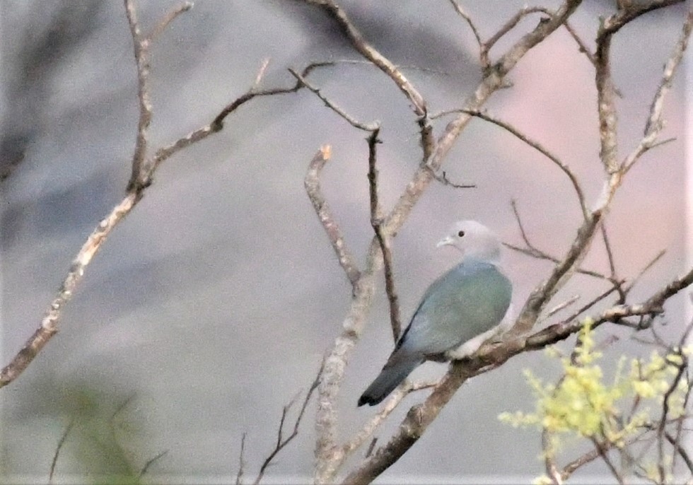 Green Imperial-Pigeon - ML542622241