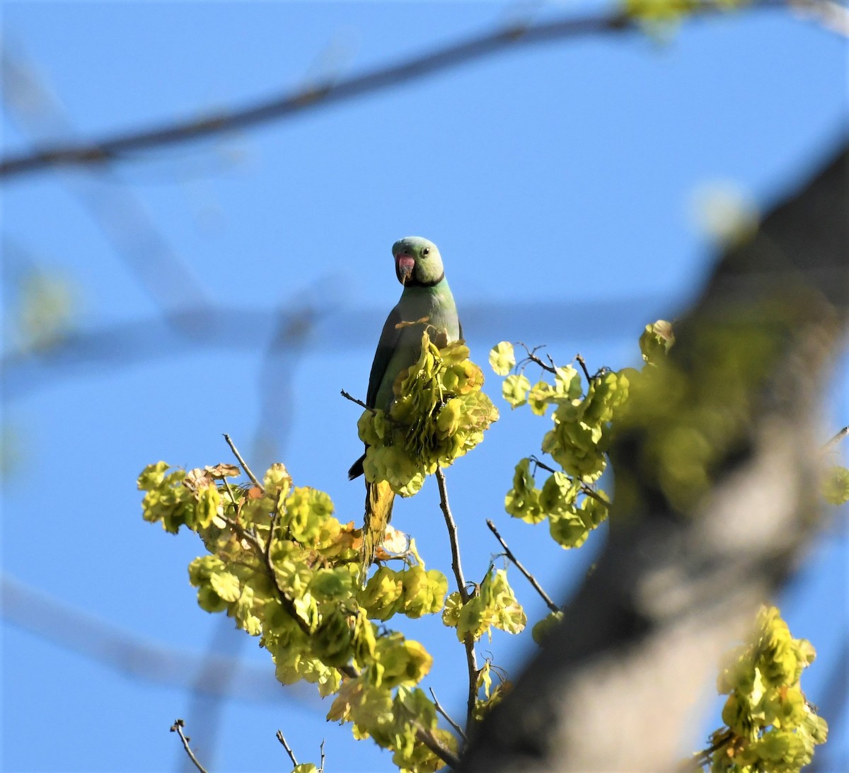 Malabar Yeşil Papağanı - ML542622571