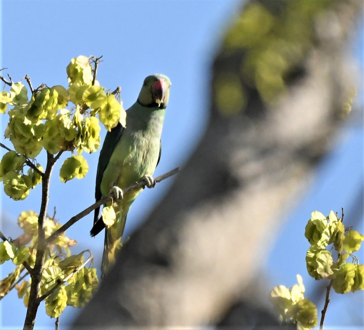 Malabar Yeşil Papağanı - ML542622621