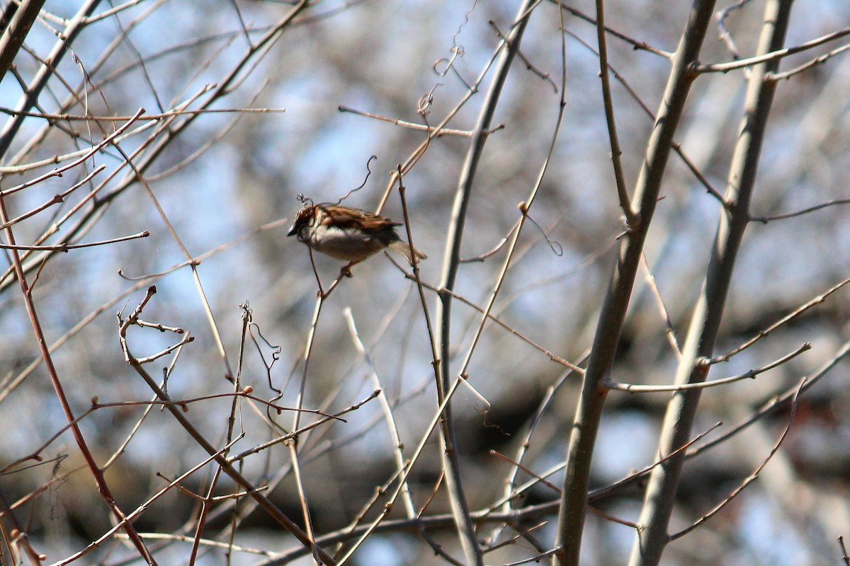 Moineau domestique - ML54262391