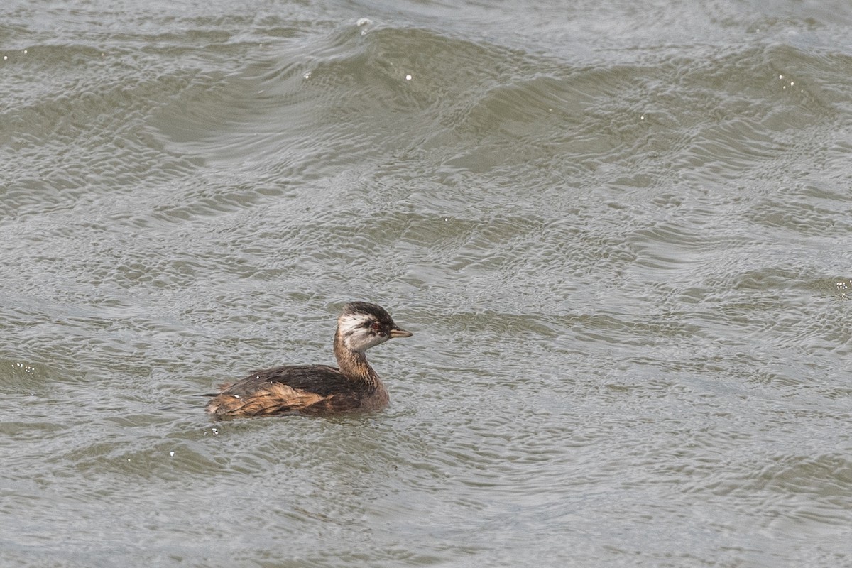 White-tufted Grebe - Nicolas Moulin