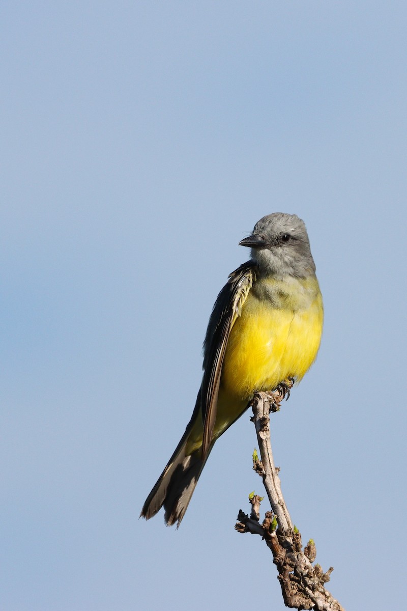 Tropical Kingbird - VINICIUS VIANNA