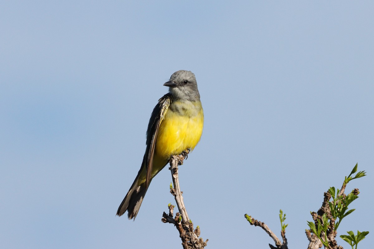 Tropical Kingbird - VINICIUS VIANNA