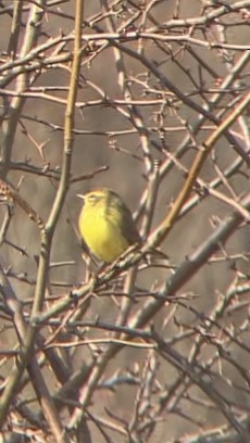 Palm Warbler - Patrick  Becker