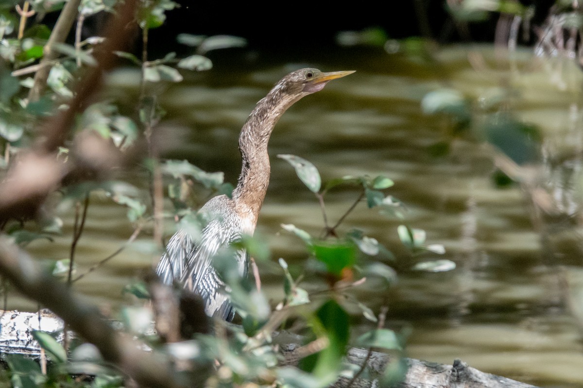 Anhinga - Jordan Gerue