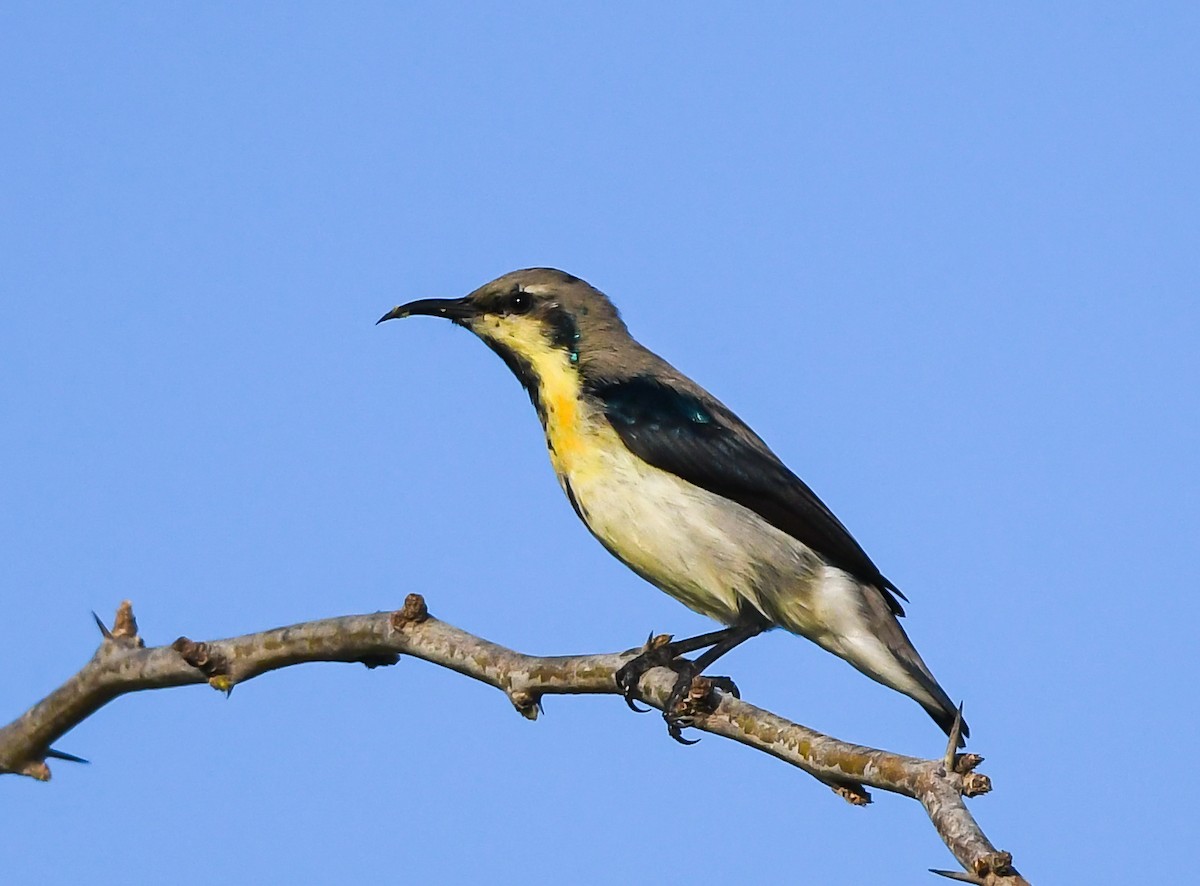 צופית סגולה - ML542627161