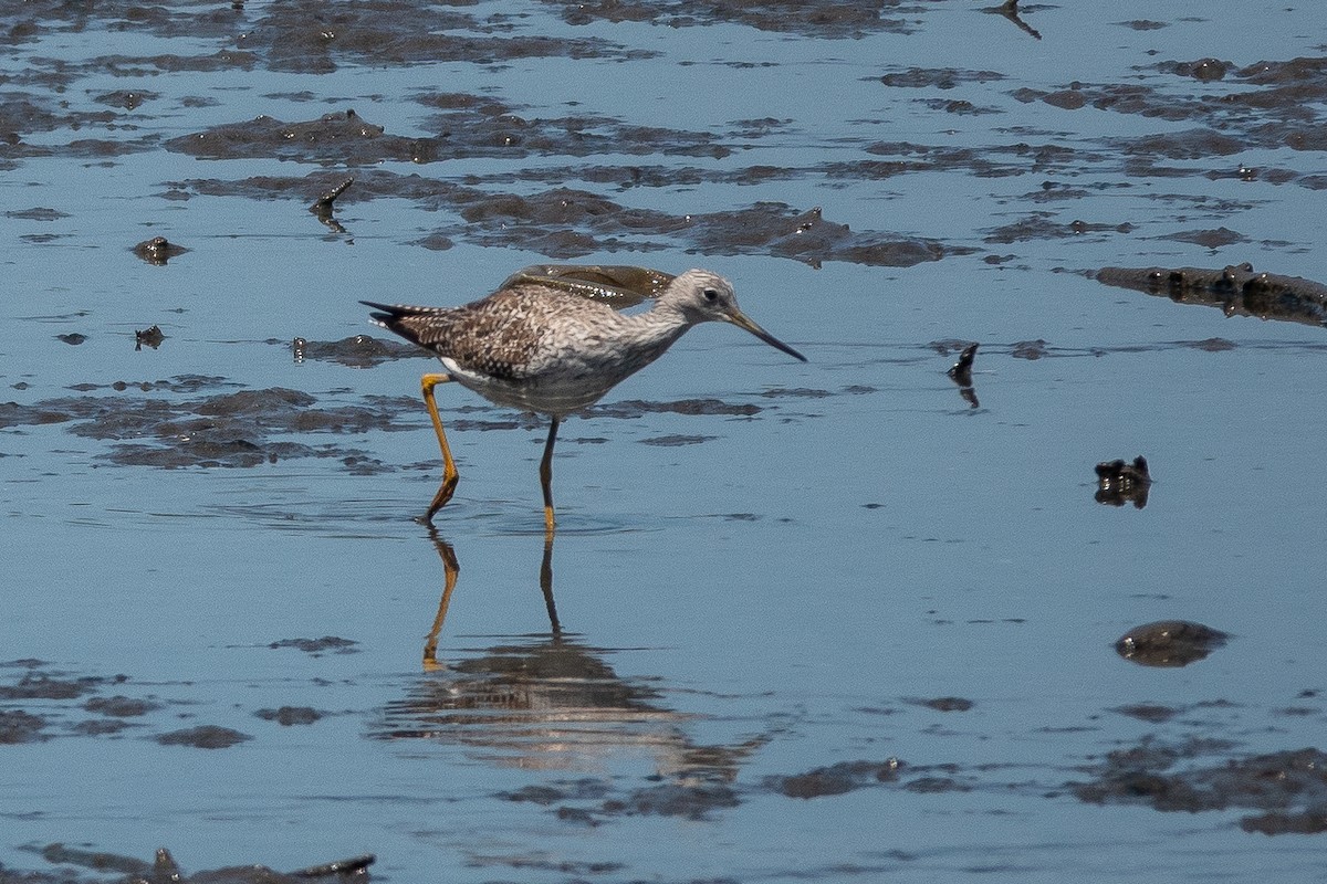 Greater Yellowlegs - ML542627211