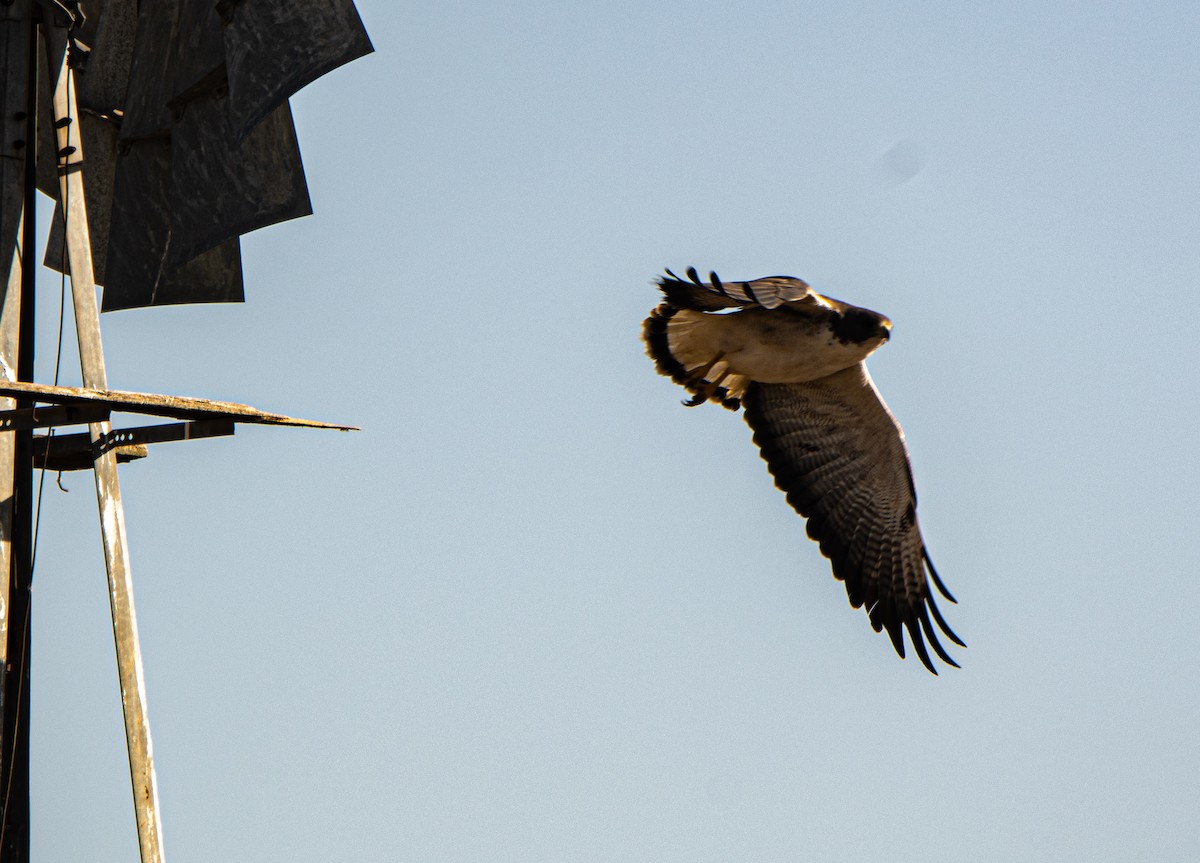 White-tailed Hawk - ML542627341