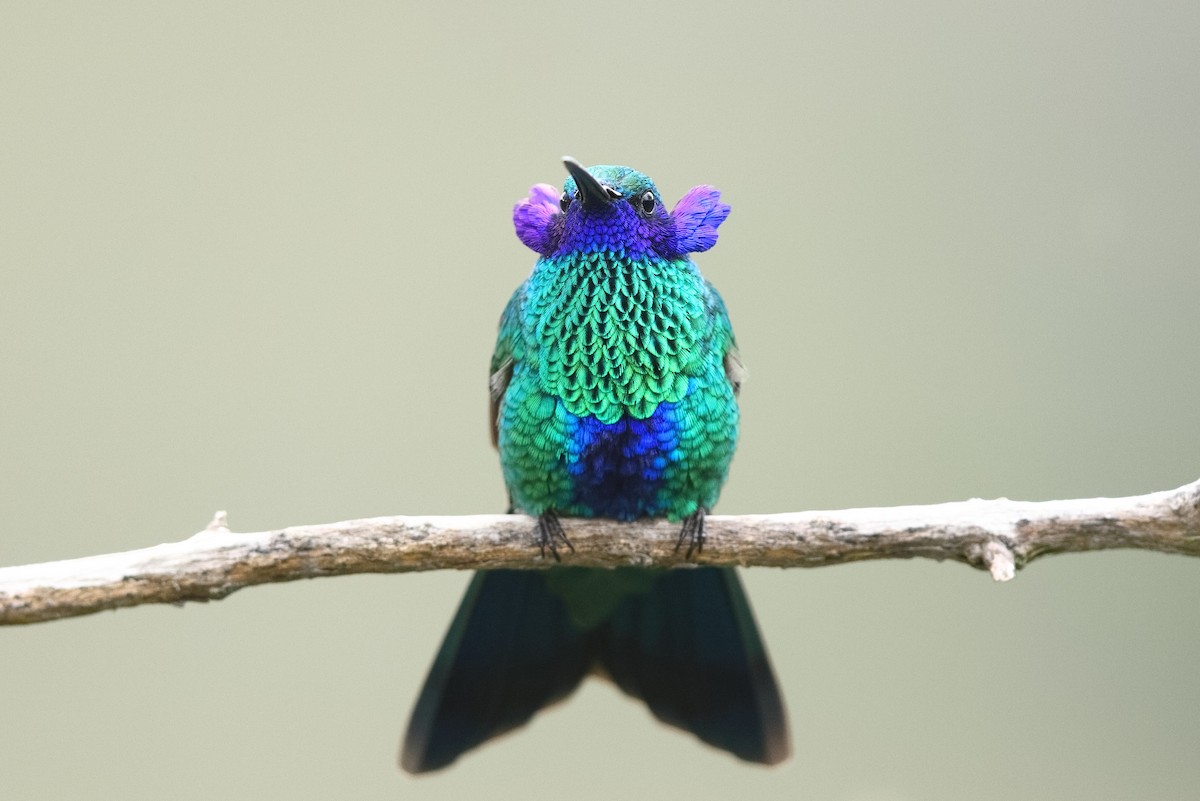 Sparkling Violetear - Sam Zhang