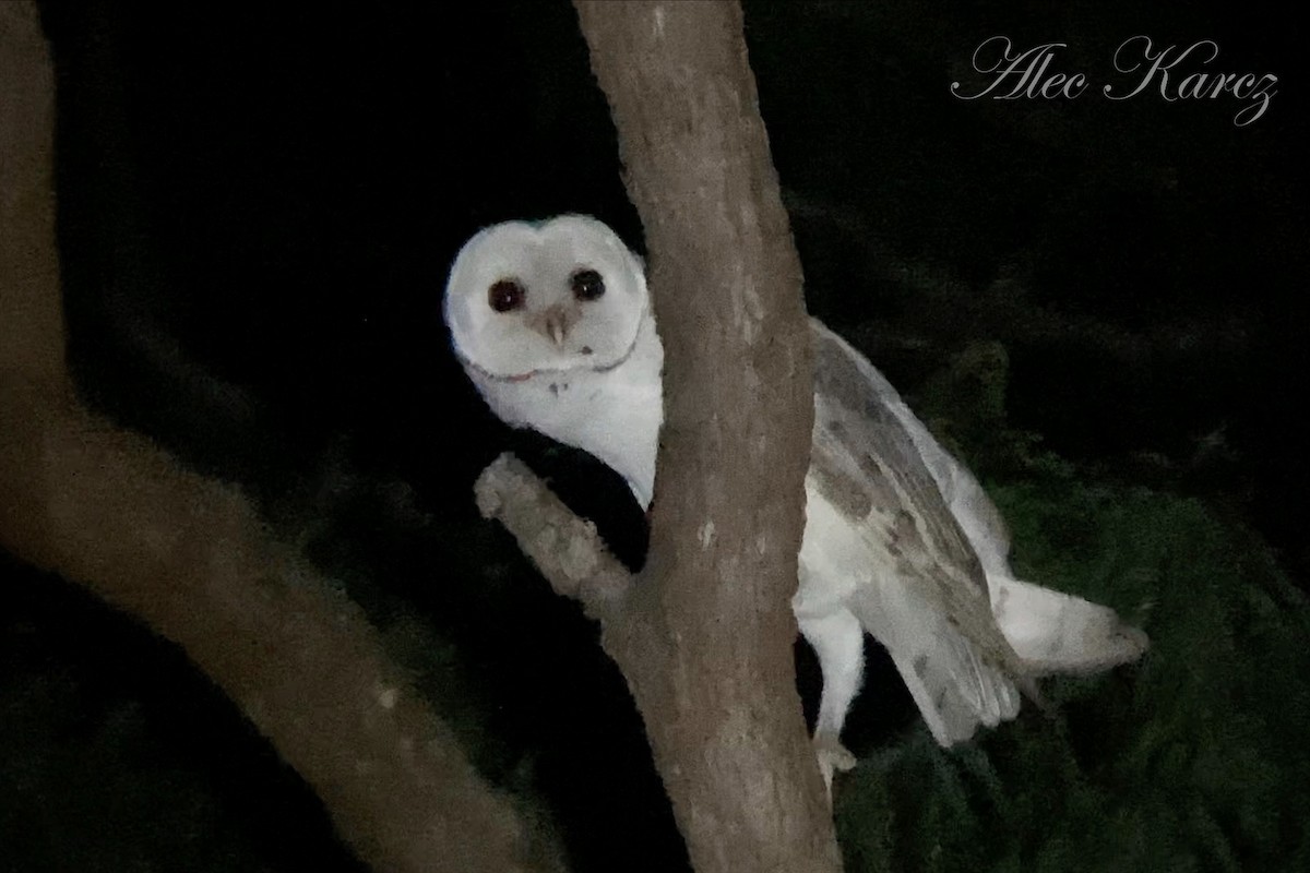 Barn Owl - ML542627791