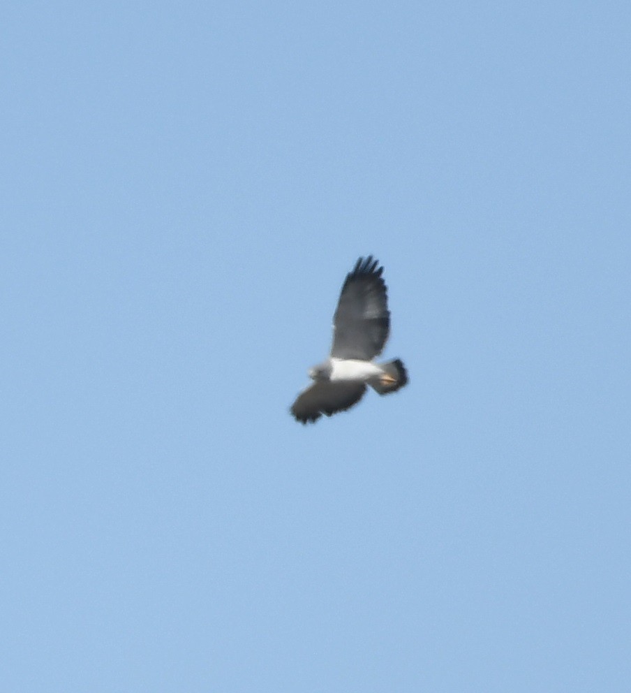 White-tailed Hawk - ML542629821