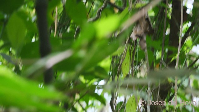 White-lored Warbler - ML542630261