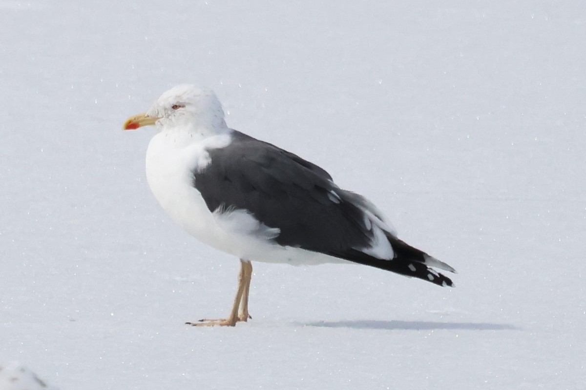 Lesser Black-backed Gull - ML542631581