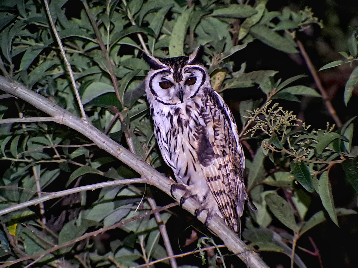 Striped Owl - ML542631821