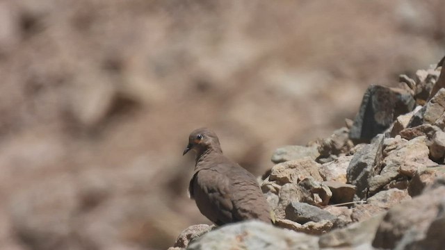 Black-winged Ground Dove - ML542635301