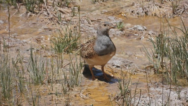 Gray-breasted Seedsnipe - ML542635431