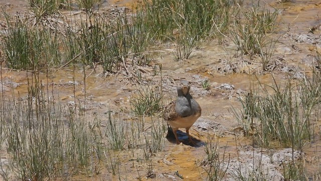 Gray-breasted Seedsnipe - ML542635461