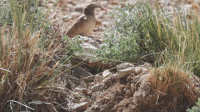 ウロコカマハシカマドドリ - ML542635501