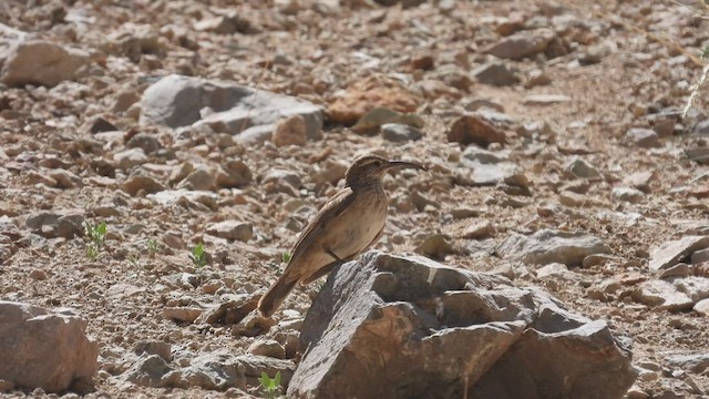 Scale-throated Earthcreeper - ML542635511