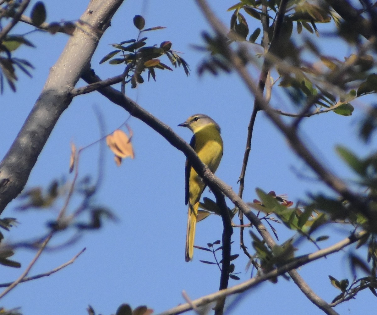 長尾山椒鳥 - ML542636561