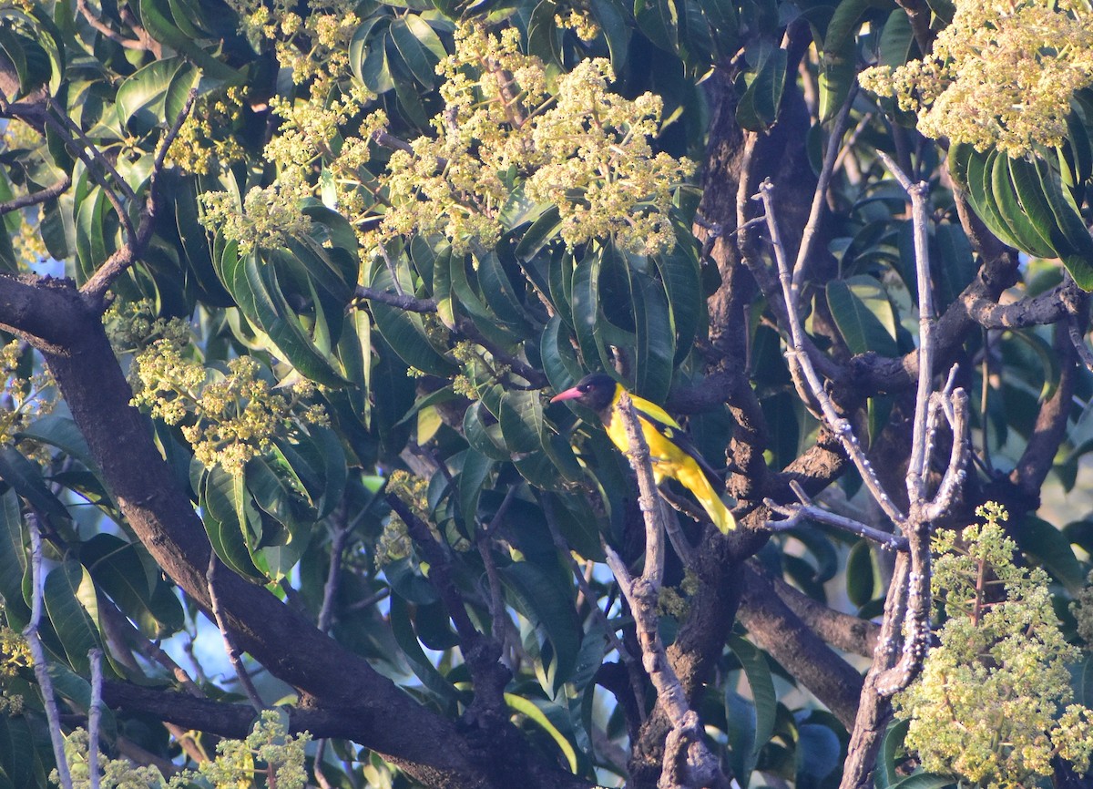 Black-hooded Oriole - akshit dua