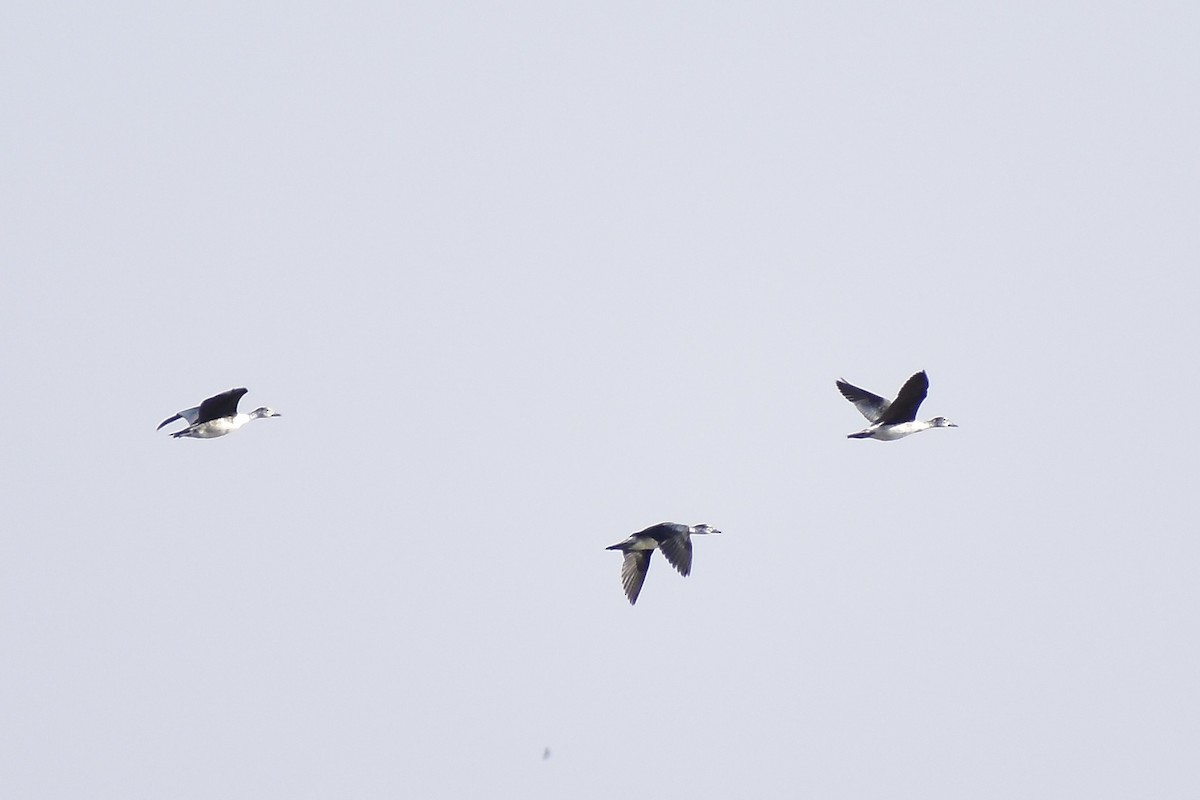 Knob-billed Duck - ML542637571