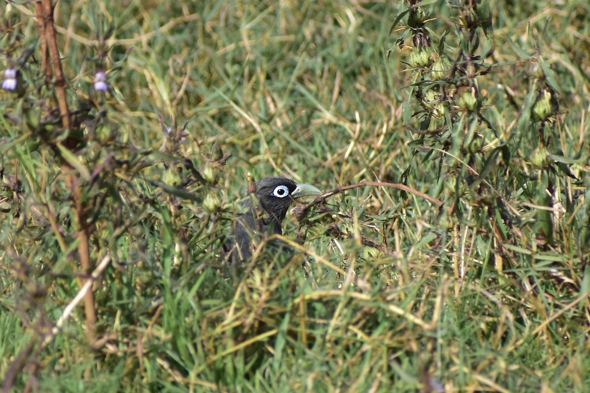 Blue-faced Malkoha - ML542637711