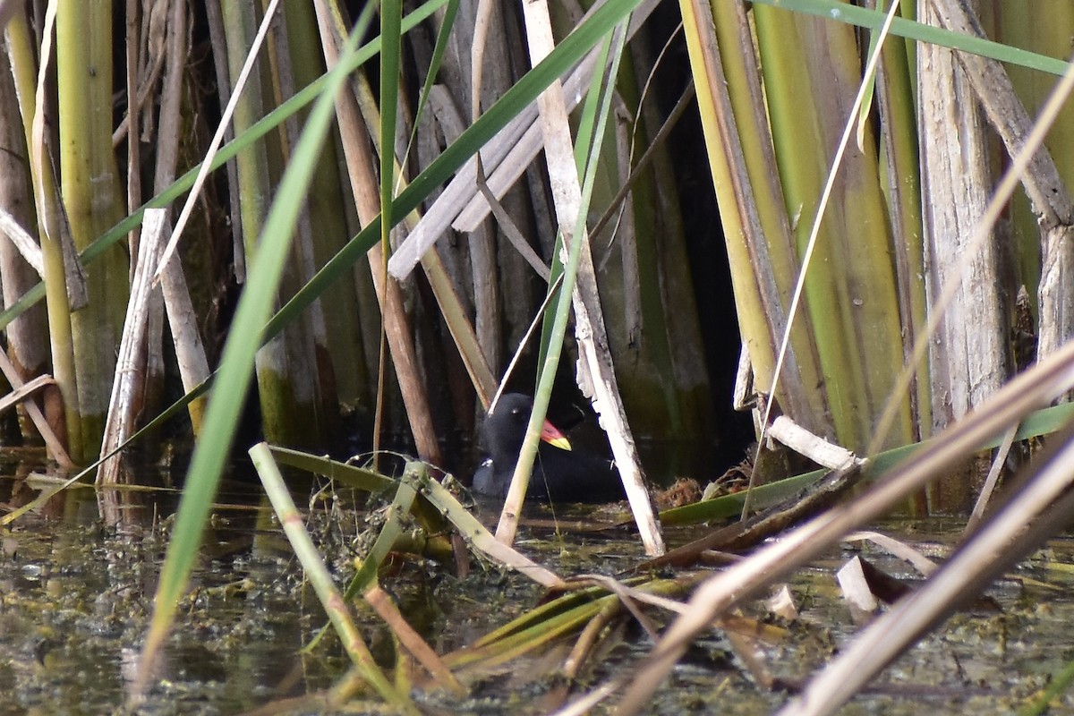 Eurasian Moorhen - Surya Sarja