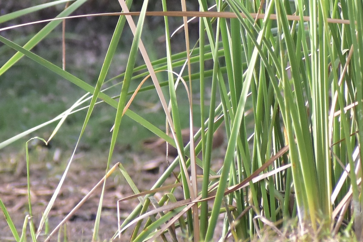 Watercock - ML542637891