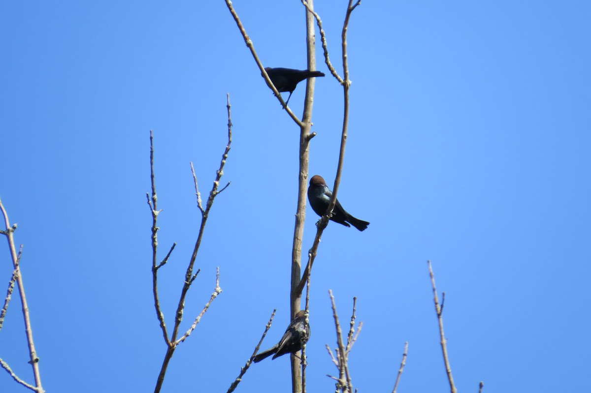 Brown-headed Cowbird - ML54263811