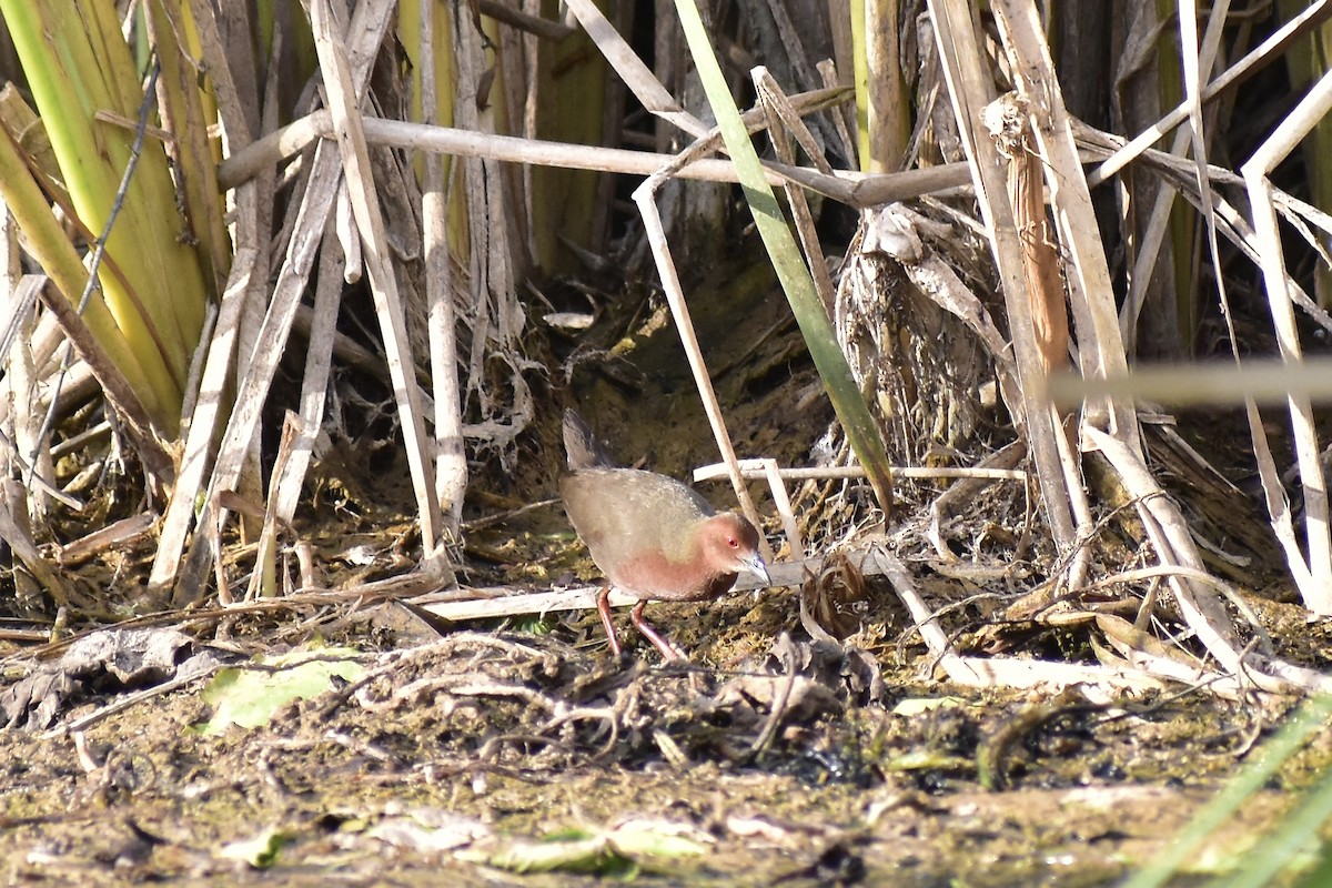 Ruddy-breasted Crake - ML542638311