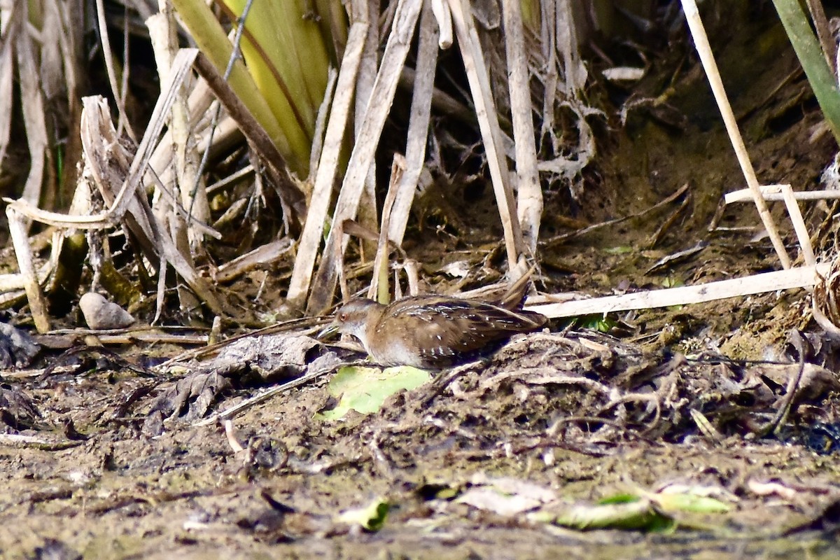Baillon's Crake - ML542638421