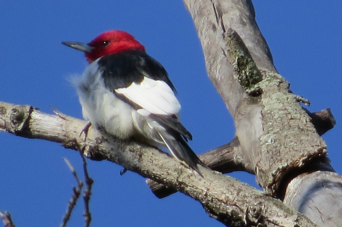Red-headed Woodpecker - ML54263851