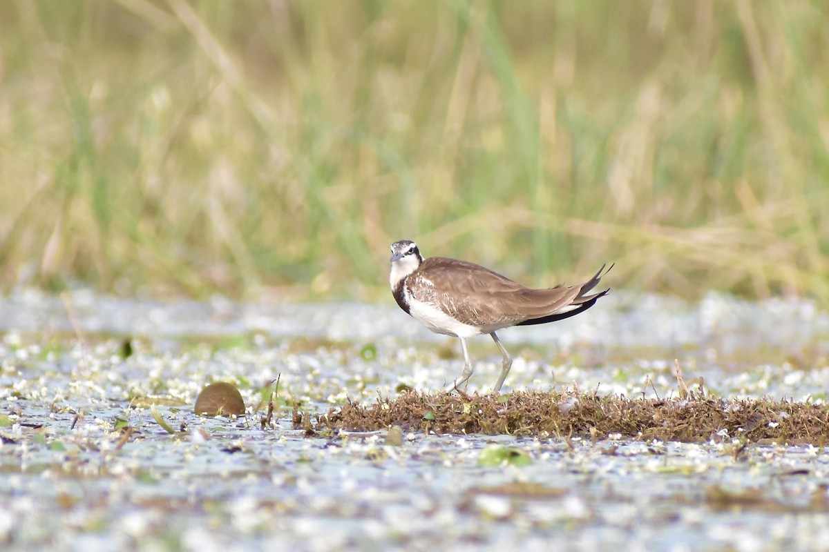 Pheasant-tailed Jacana - ML542638551