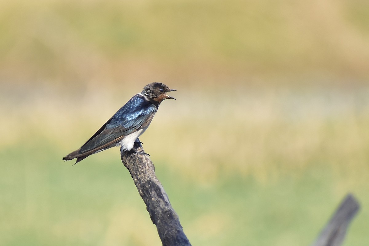 Barn Swallow - ML542638731