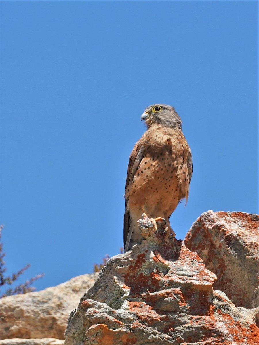 Rock Kestrel - ML542638761