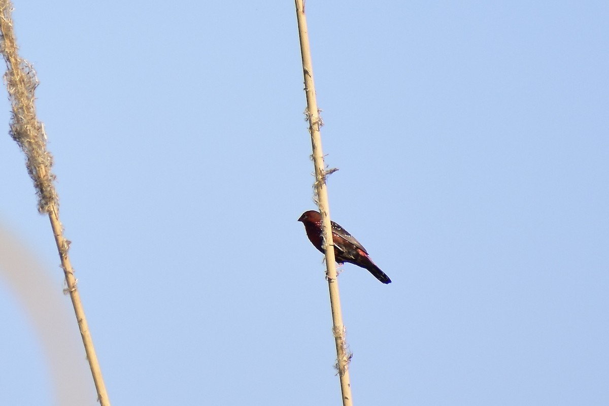 Red Avadavat - ML542638781