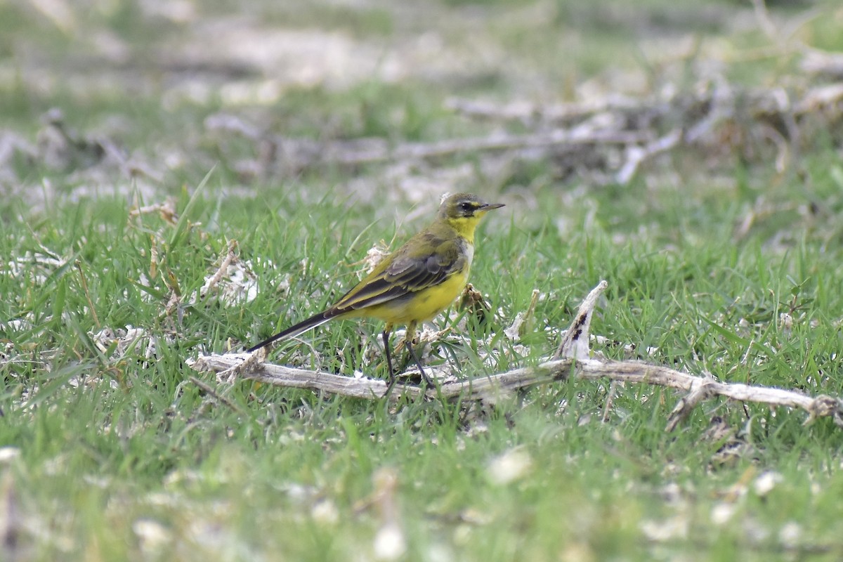Western/Eastern Yellow Wagtail - ML542639001