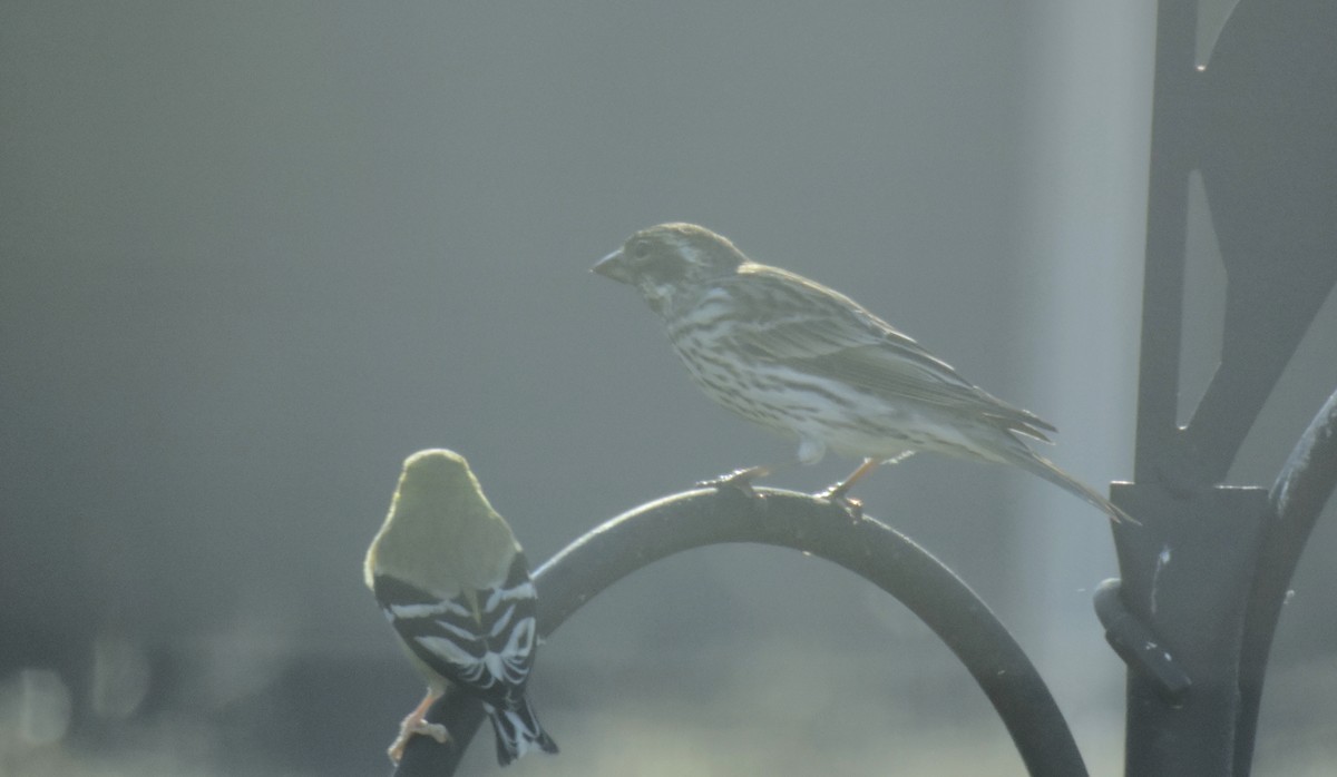 Cassin's Finch - ML542639041