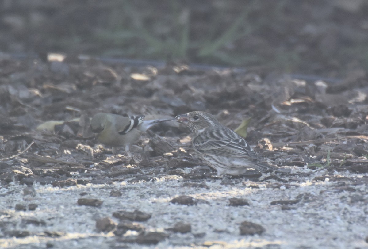 Cassin's Finch - lief gallagher