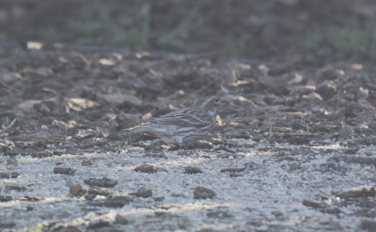Cassin's Finch - ML542639061