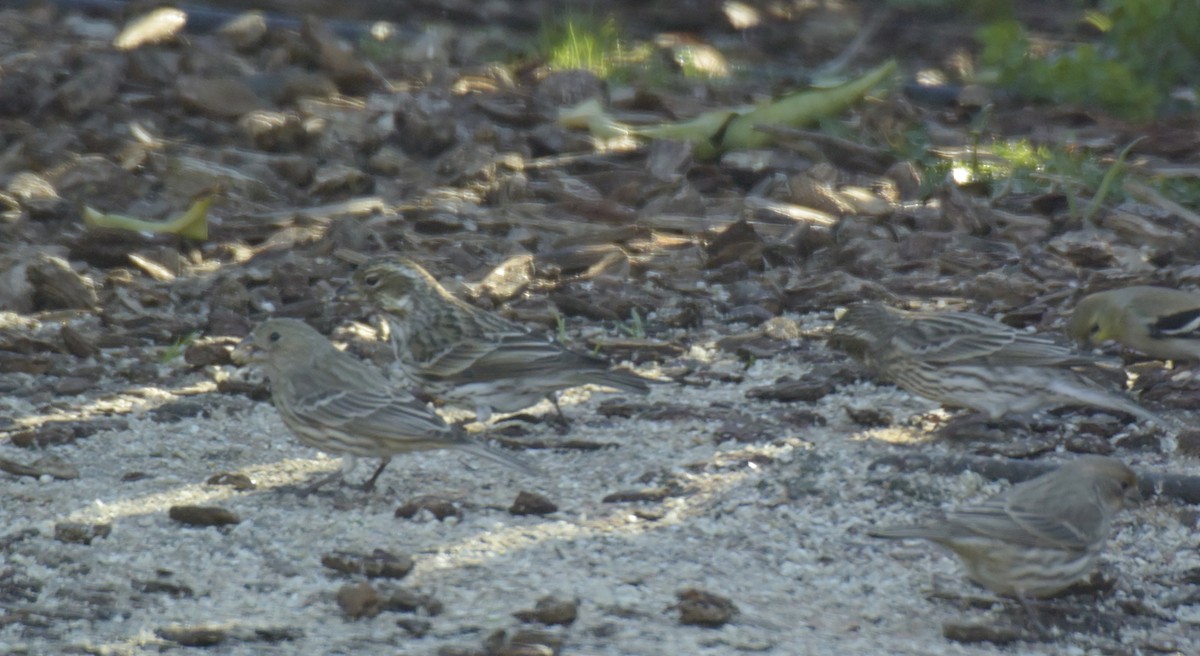 Cassin's Finch - ML542639071